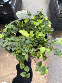 Climbing Fig (Ficus pumila) - Large - Ladybird Nursery