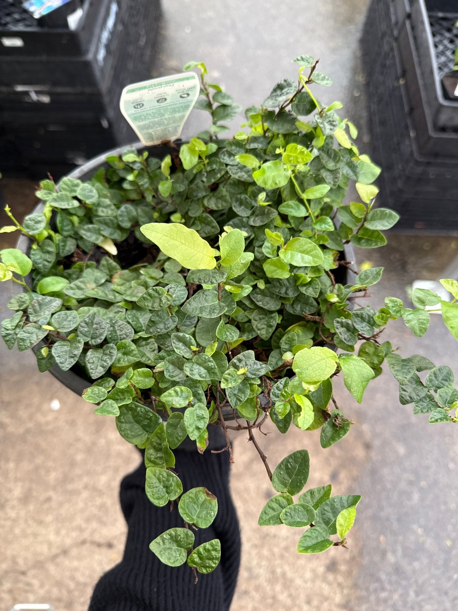 Climbing Fig (Ficus pumila) - Large - Ladybird Nursery
