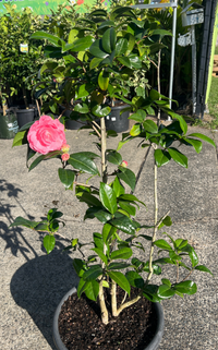 Camellia 'Nuccio's Cameo' - Advanced (PICK UP ONLY)