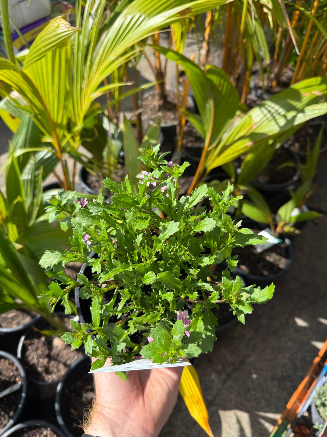 Fan Flower 'Touch Baby Pink' (Scaevola aemula) - Ladybird Nursery