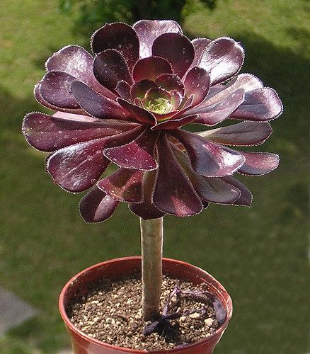Purple Rose atropurpureum (Aeonium arboreum)