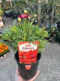 Daisy 'Ruby Queen' (Argyranthemum)