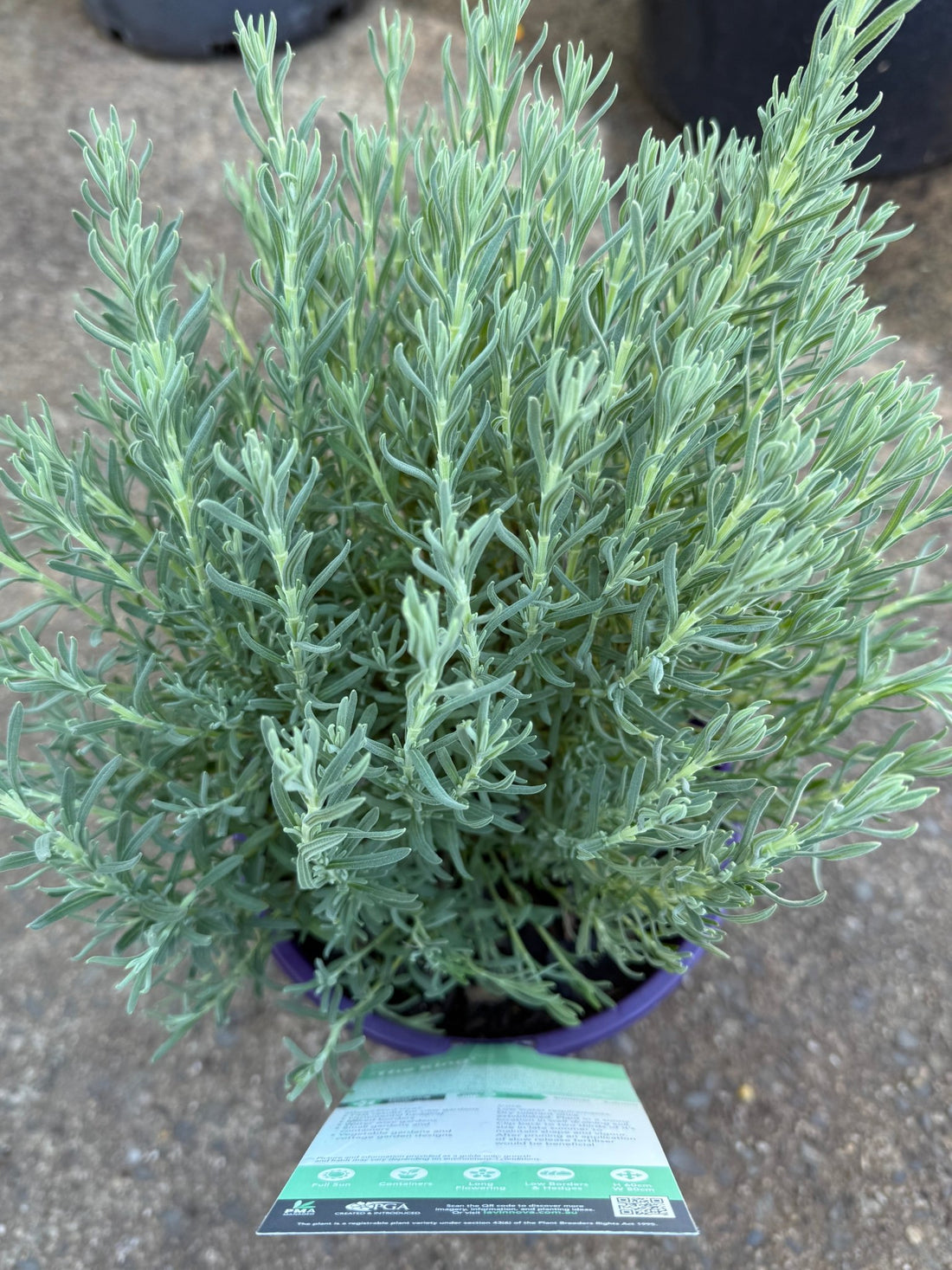 Lavender 'The King' - Large - Ladybird Nursery