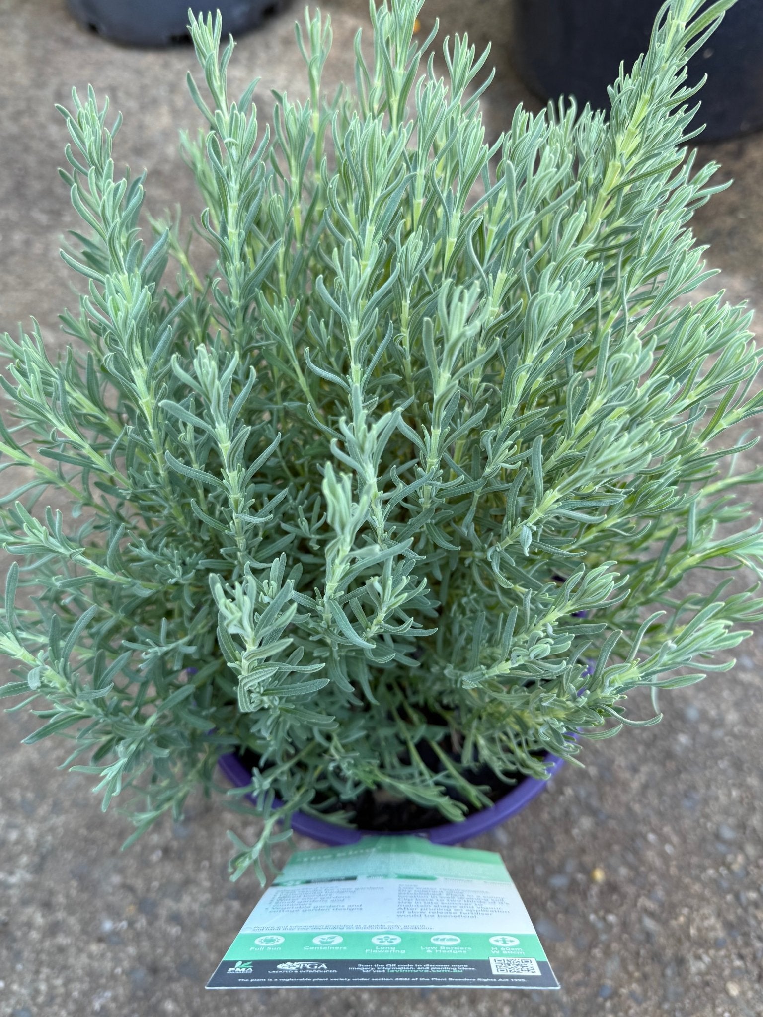 Lavender 'The King' - Large - Ladybird Nursery
