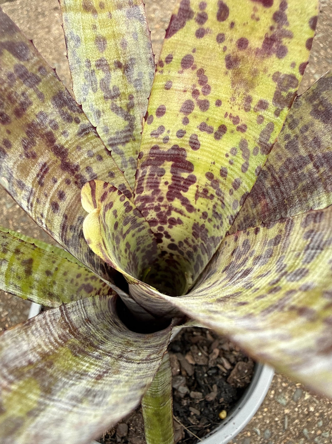 Bromeliad (Neoregelia Pauciflora) - Ladybird Nursery