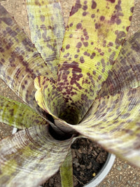 Bromeliad (Neoregelia Pauciflora) - Ladybird Nursery