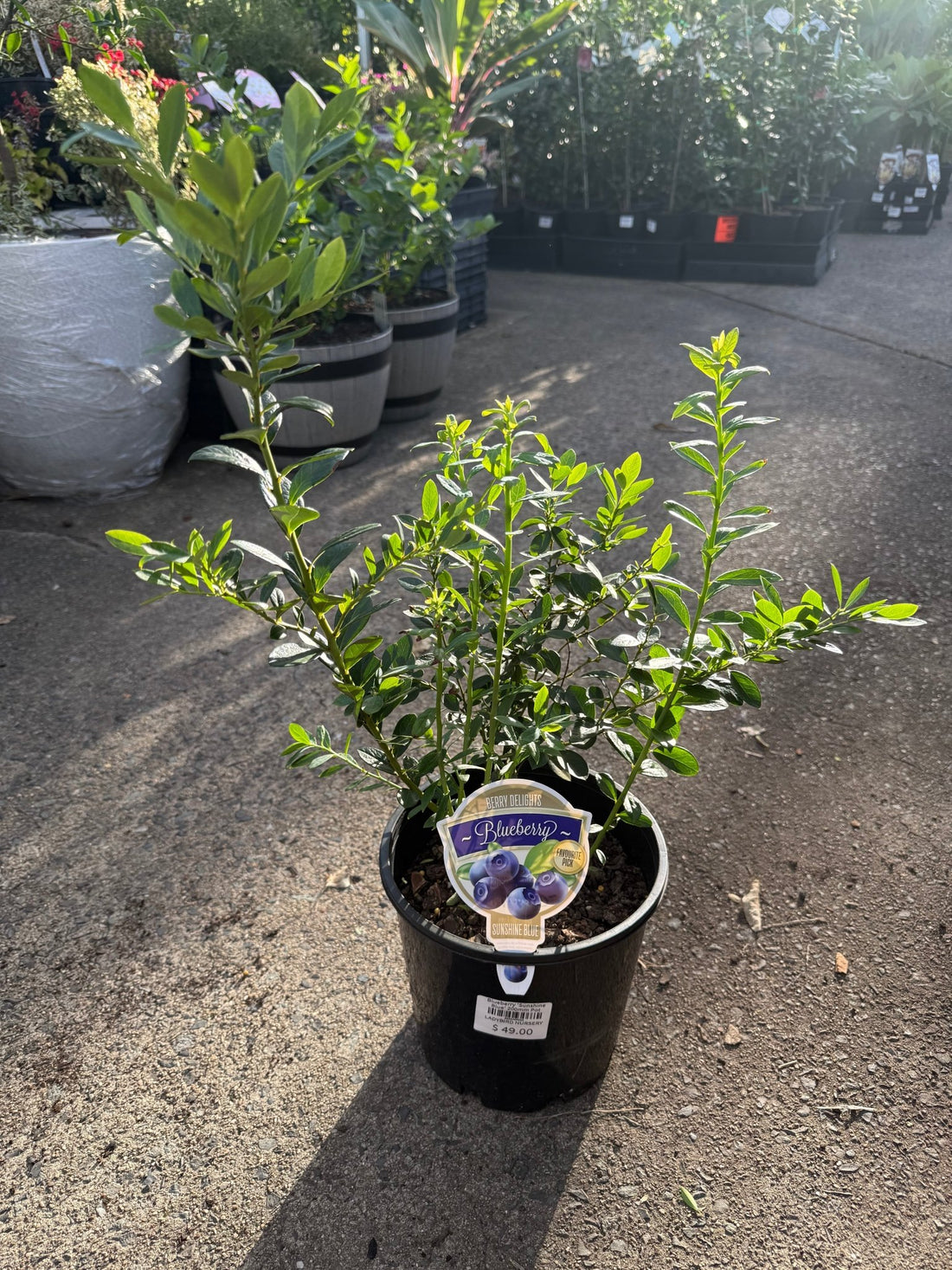 Blueberry 'Sunshine Blue' 200mm Pot - Ladybird Nursery