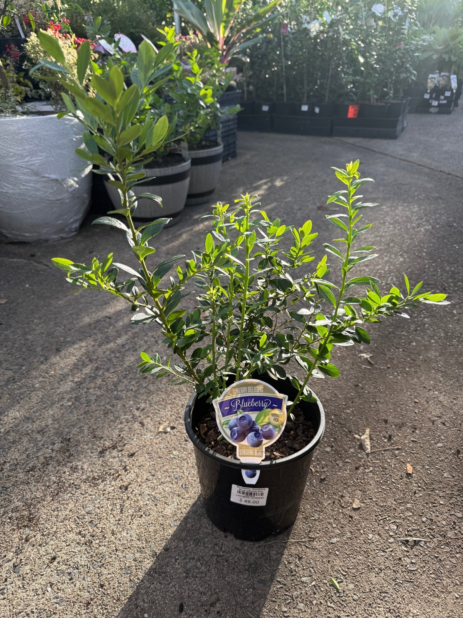 Blueberry 'Sunshine Blue' 200mm Pot - Ladybird Nursery