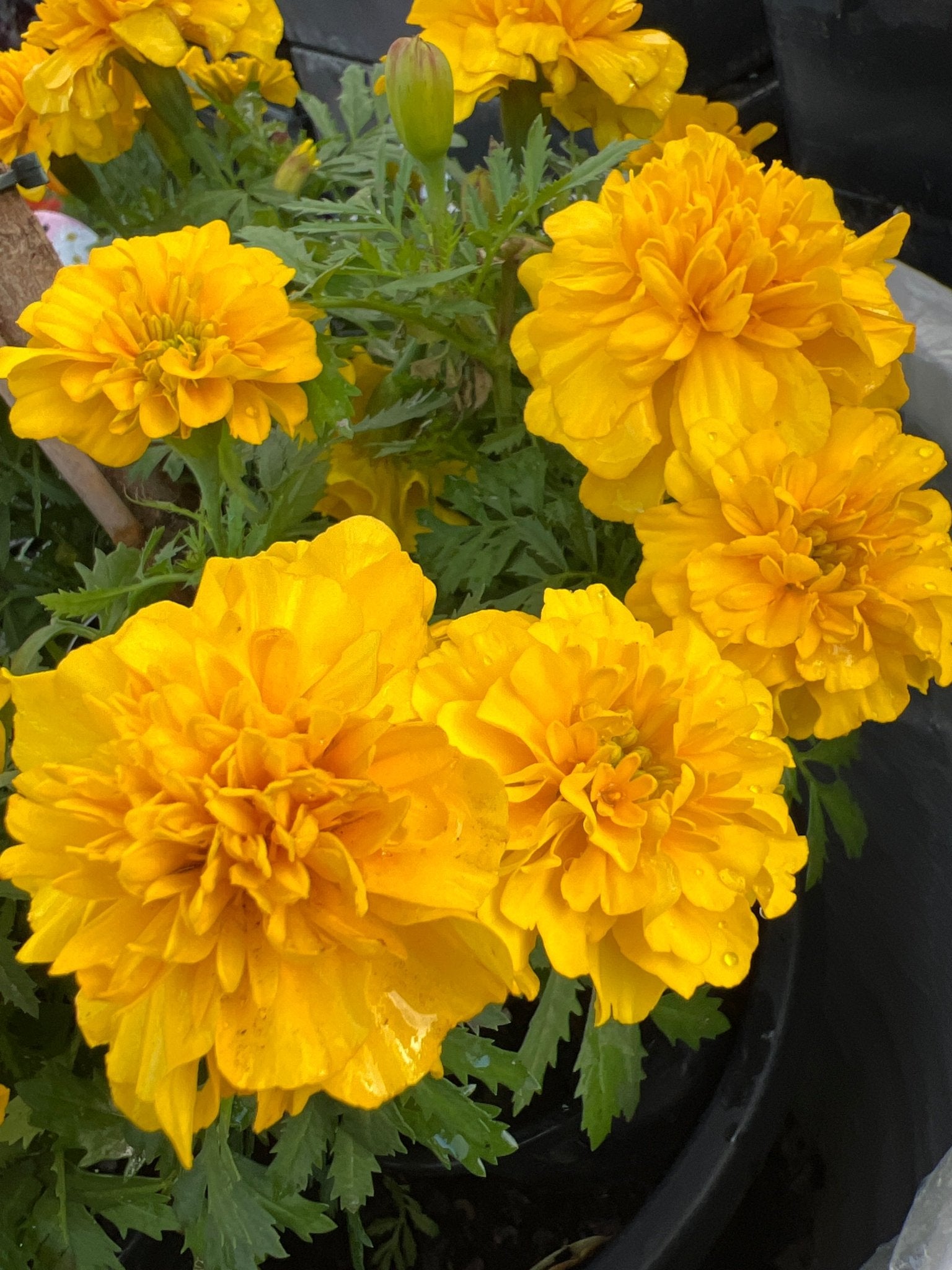 Marigold ‘French Yellow’ - Ladybird Nursery