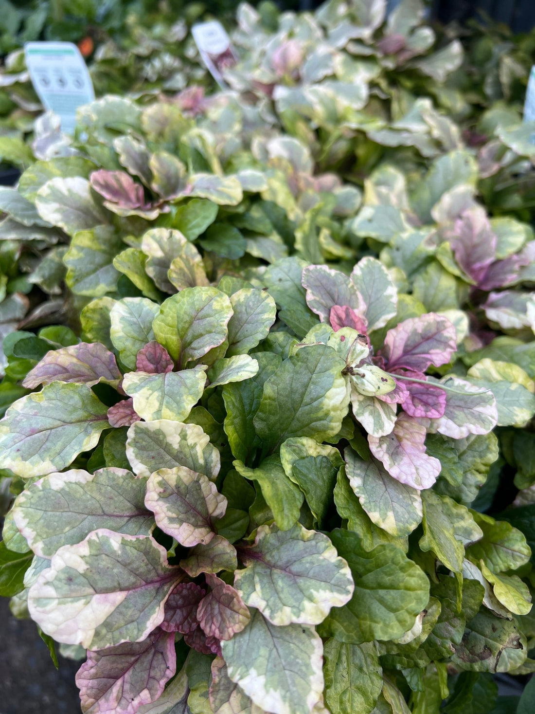Ajuga 'Burgundy Lace' - Ladybird Nursery