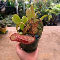 Tropical Pitcher Plant ‘St Gaya’ (Nepenthes) - Ladybird Nursery