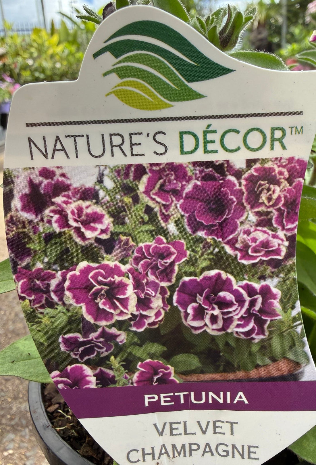 Petunia 'Velvet Champagne' - Ladybird Nursery