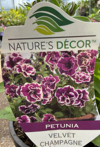 Petunia 'Velvet Champagne' - Ladybird Nursery
