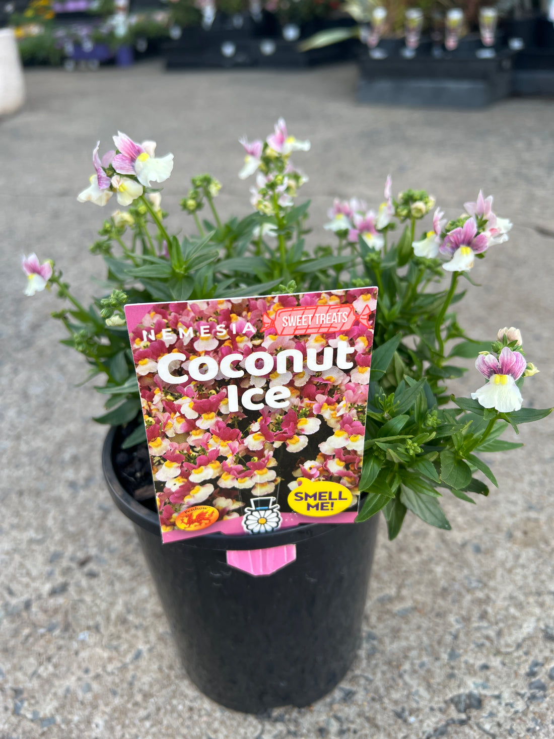 Nemesia ‘Coconut Ice’