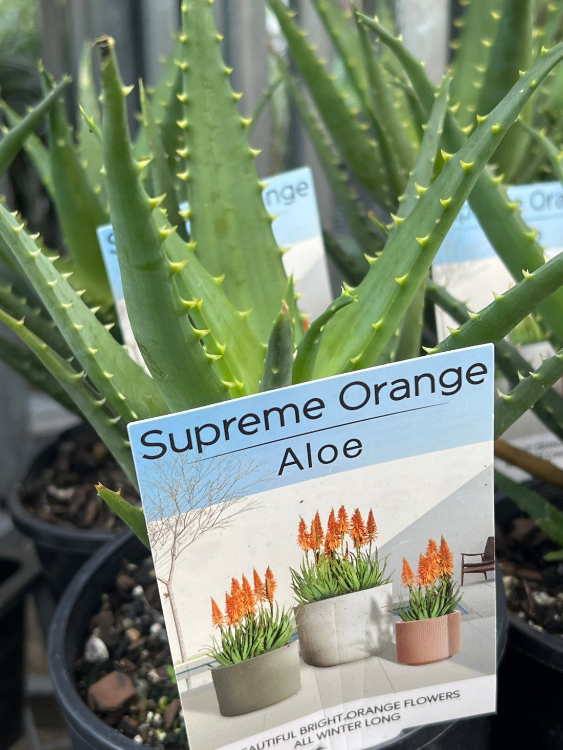 Aloe Vera 'Supreme Orange' - Ladybird Nursery