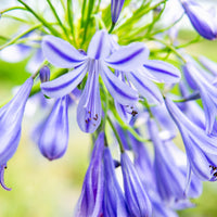 Agapanthus Grace™