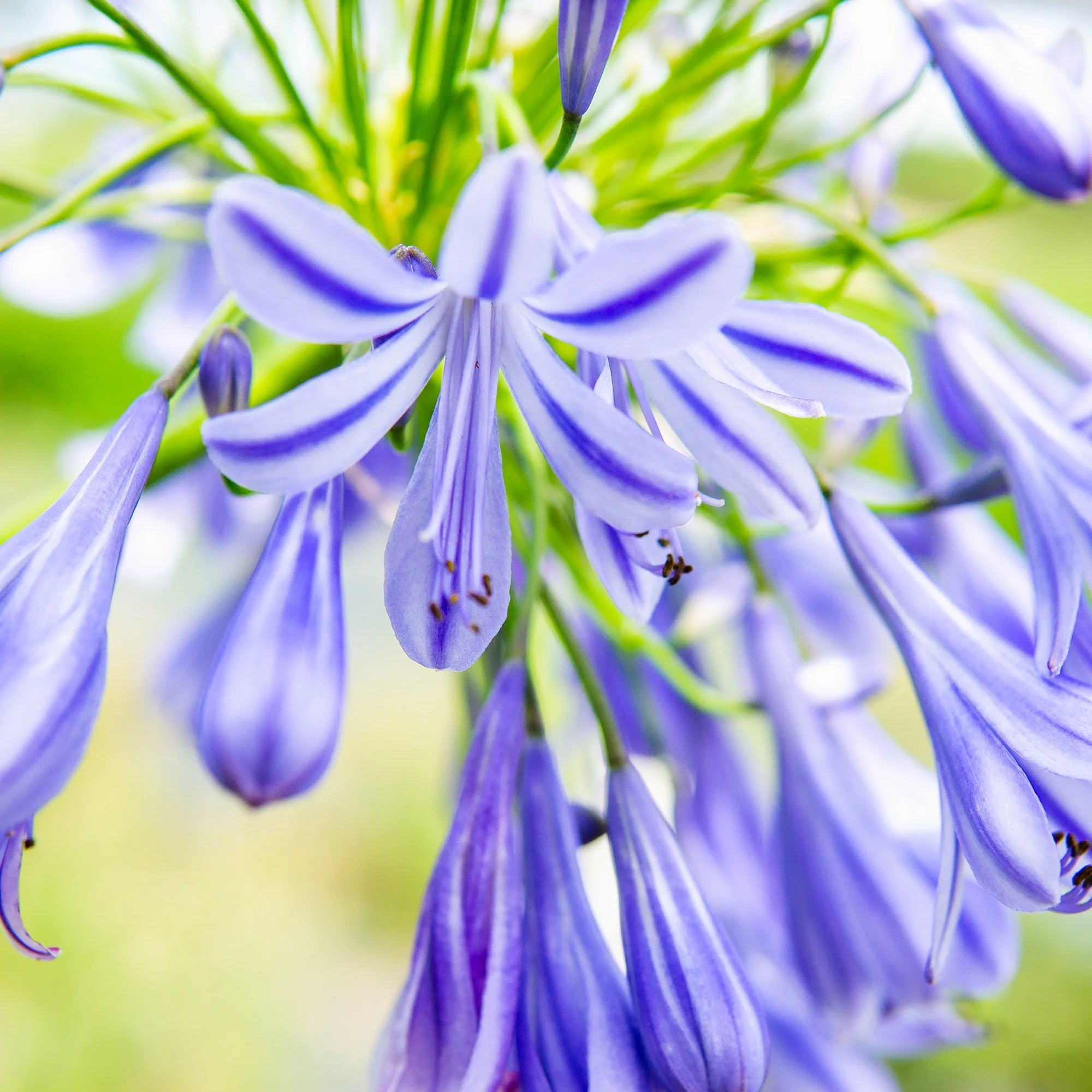 Agapanthus Grace™ - Ladybird Nursery