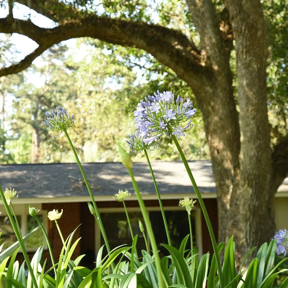 Agapanthus Grace™ - Ladybird Nursery