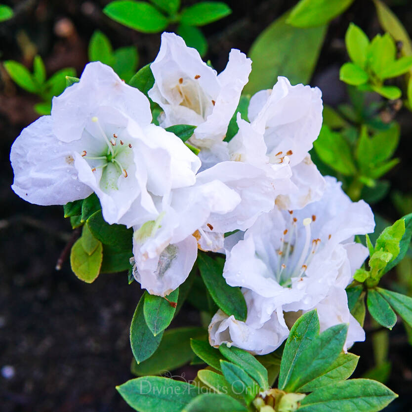 Azalea indica Alaska