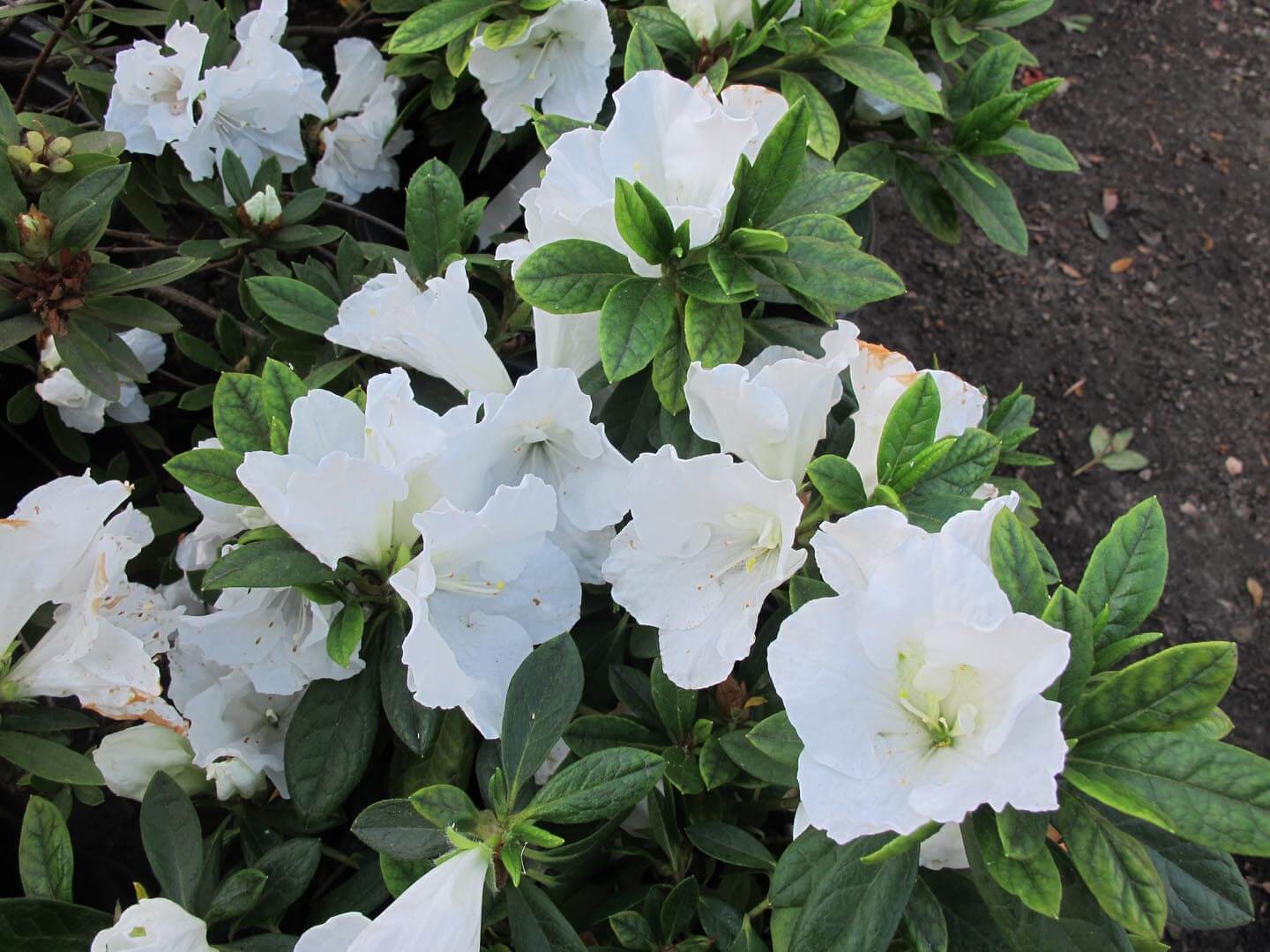 Azalea indica Alaska