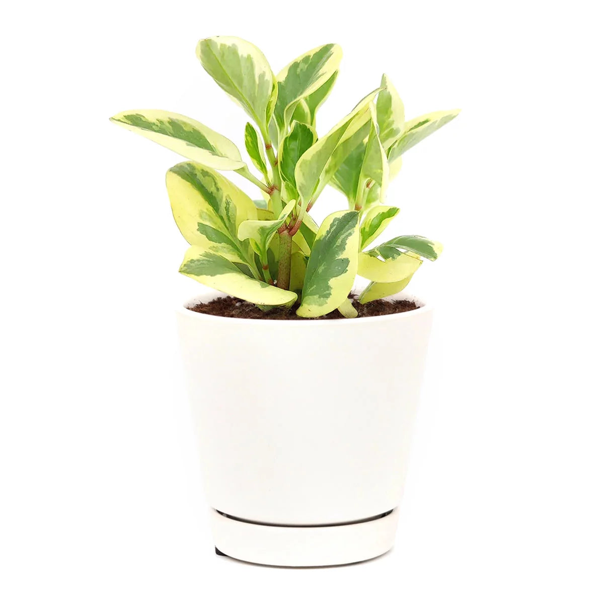 Baby Rubber Plant Albo-marginata Variegated (Peperomia obtusifolia)