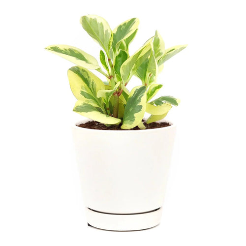 Baby Rubber Plant Albo - marginata Variegated (Peperomia obtusifolia) - Ladybird Nursery