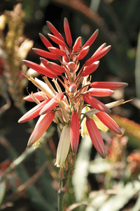 Porcupine Aloe (Aloe Porcupine)
