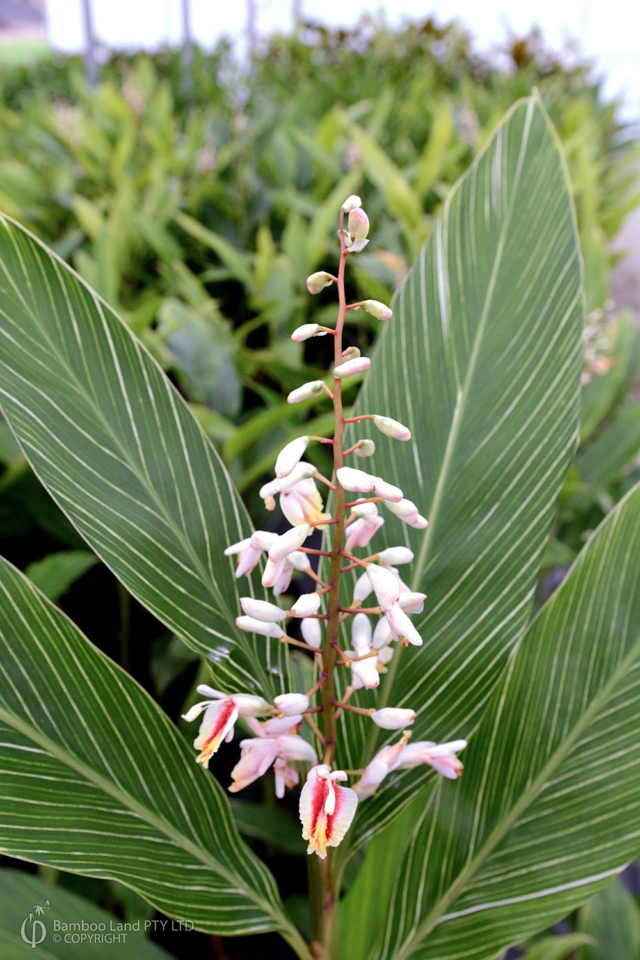 Pinstripe Ginger (Alpinia formosana) - Ladybird Nursery