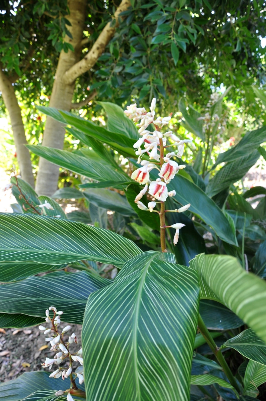 Pinstripe Ginger (Alpinia formosana)