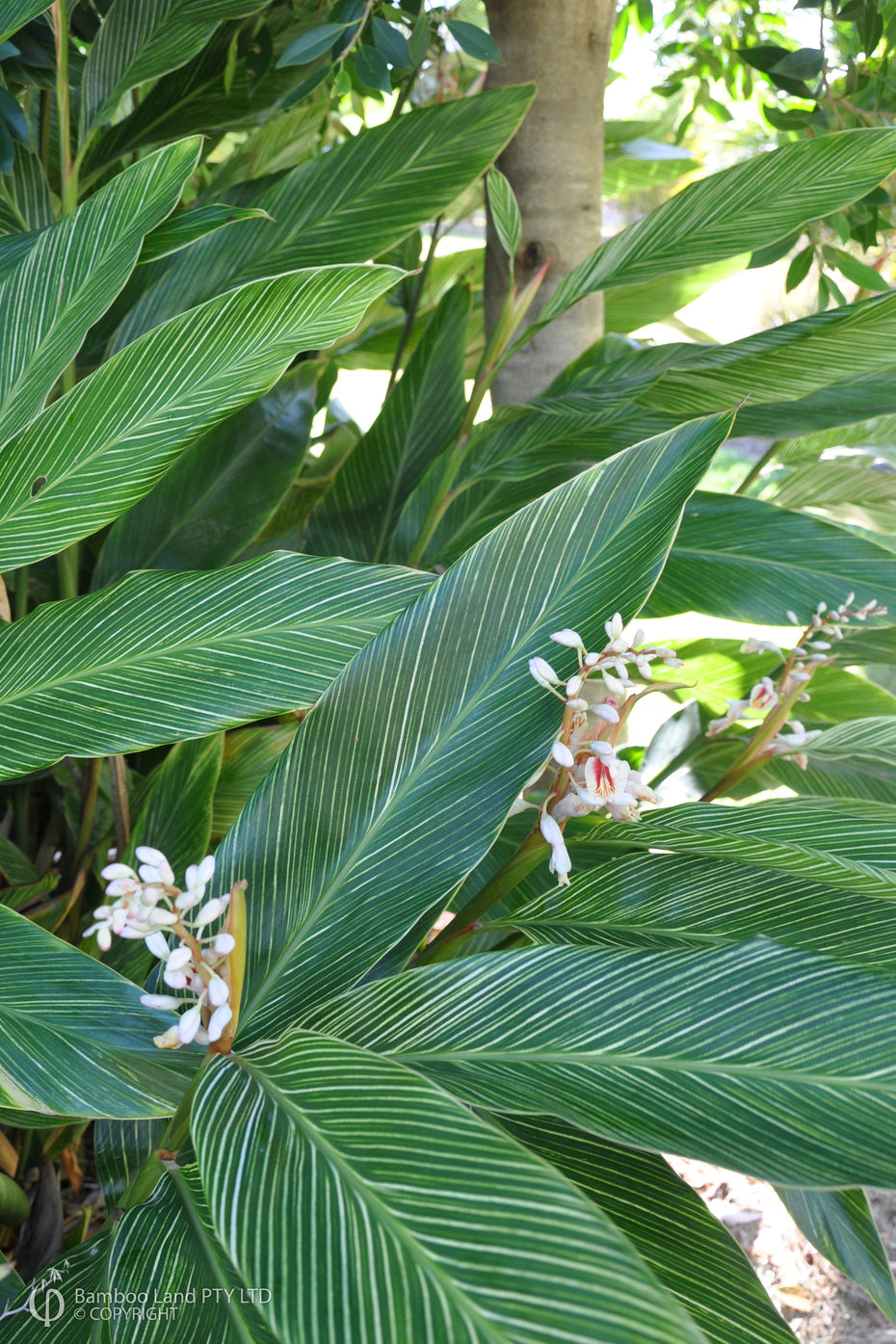 Pinstripe Ginger (Alpinia formosana)