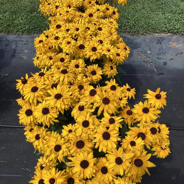 Rudbeckia Sunbeckia Black - eyed Susan Lucia - Ladybird Nursery