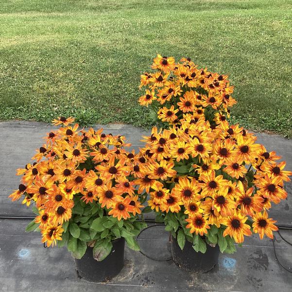 Rudbeckia Sunbeckia Black - eyed Susan Luna - Ladybird Nursery