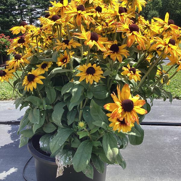 Rudbeckia Sunbeckia Black - eyed Susan Carla - Ladybird Nursery
