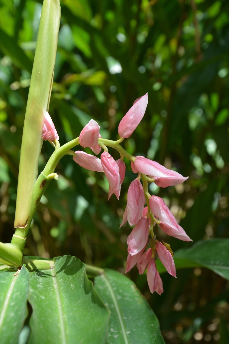Pink Ginger (Alpinia henryi)