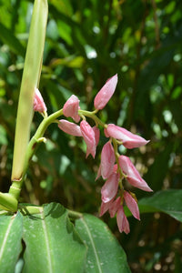 Pink Ginger (Alpinia henryi)