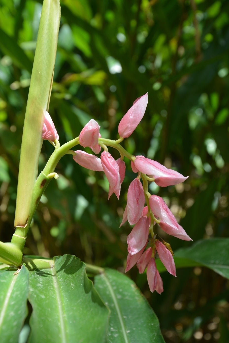 Pink Ginger (Alpinia henryi) - Ladybird Nursery