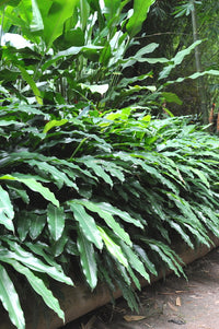 Dwarf Cardamom Ginger Cardomom/Cardamom Leaf (Alpinia nutans)
