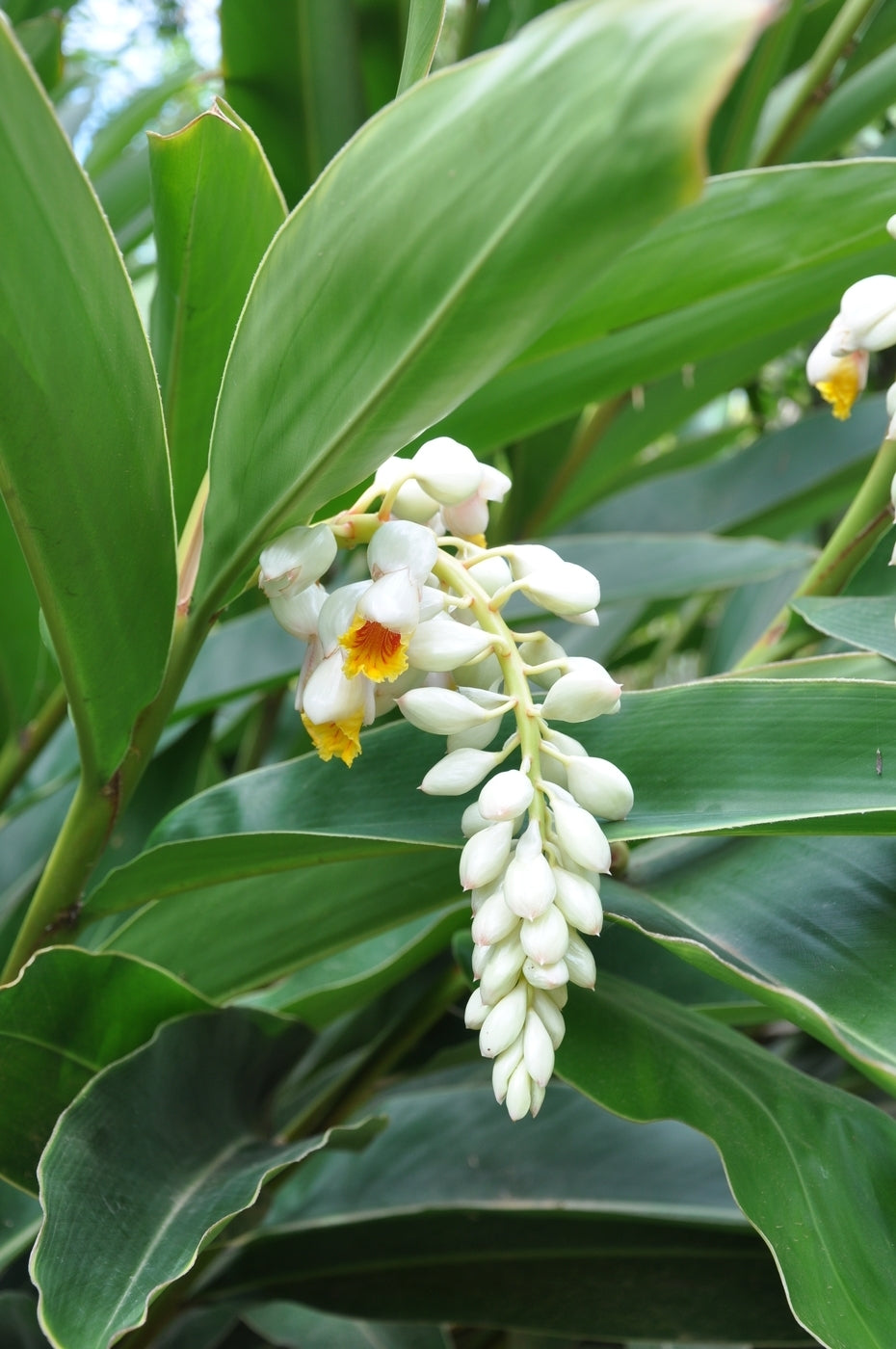 Shell Ginger (Alpinia zerumbet)