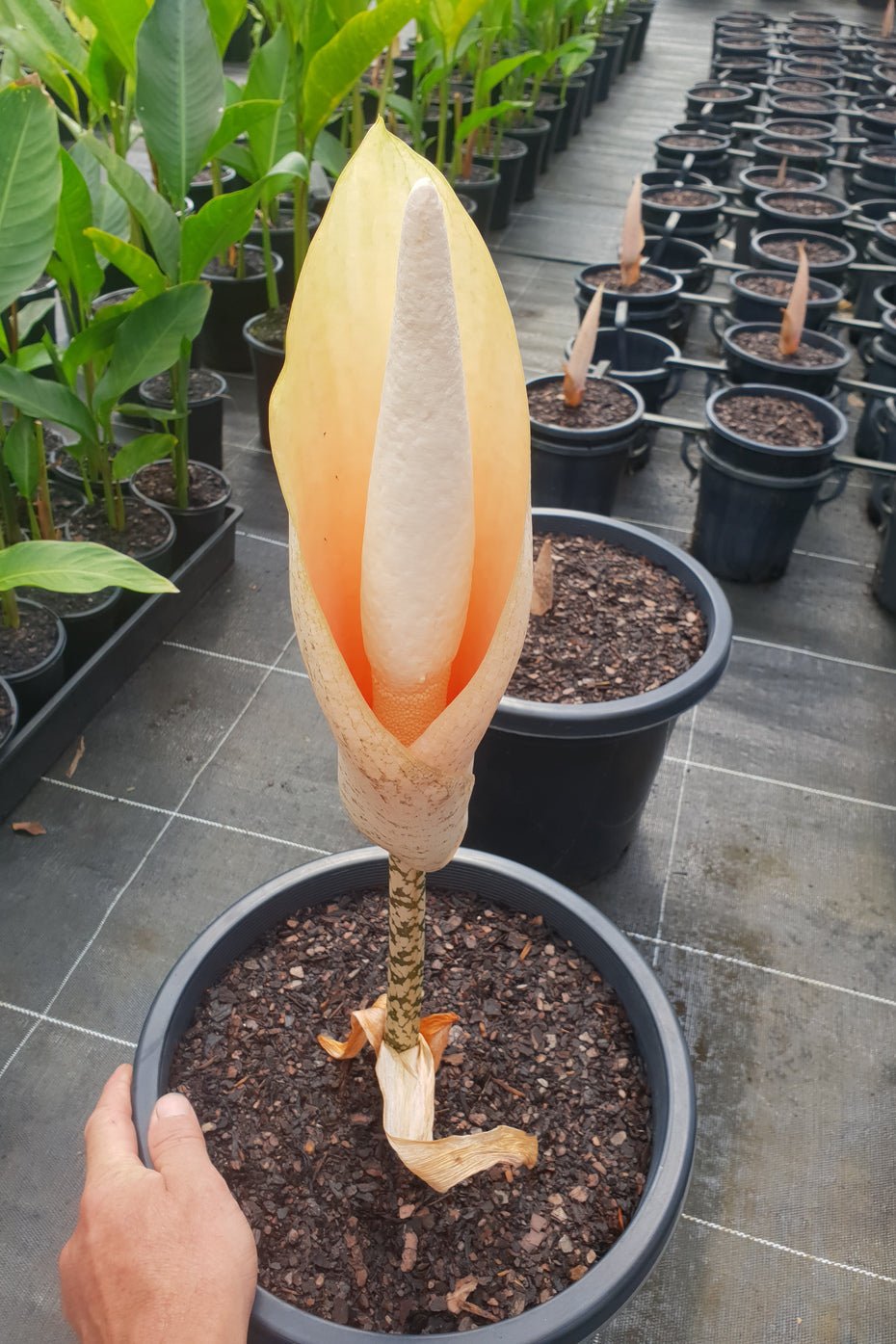 Voodoo Lily / Snake Plant (Amorphophallus bulbifer) - Ladybird Nursery