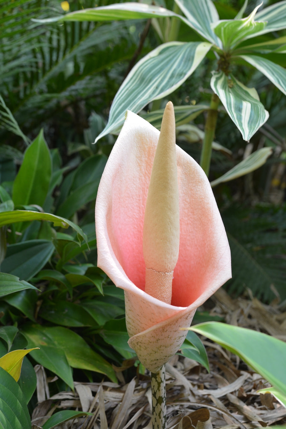 Voodoo Lily / Snake Plant (Amorphophallus bulbifer)