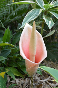 Voodoo Lily / Snake Plant (Amorphophallus bulbifer) - Ladybird Nursery