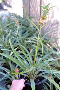 Dwarf Pineapple