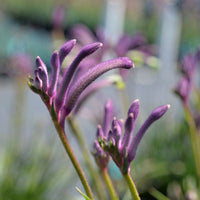 Kangaroo Paw Celebrations 'Carnivale' (Anigozanthos) - Ladybird Nursery