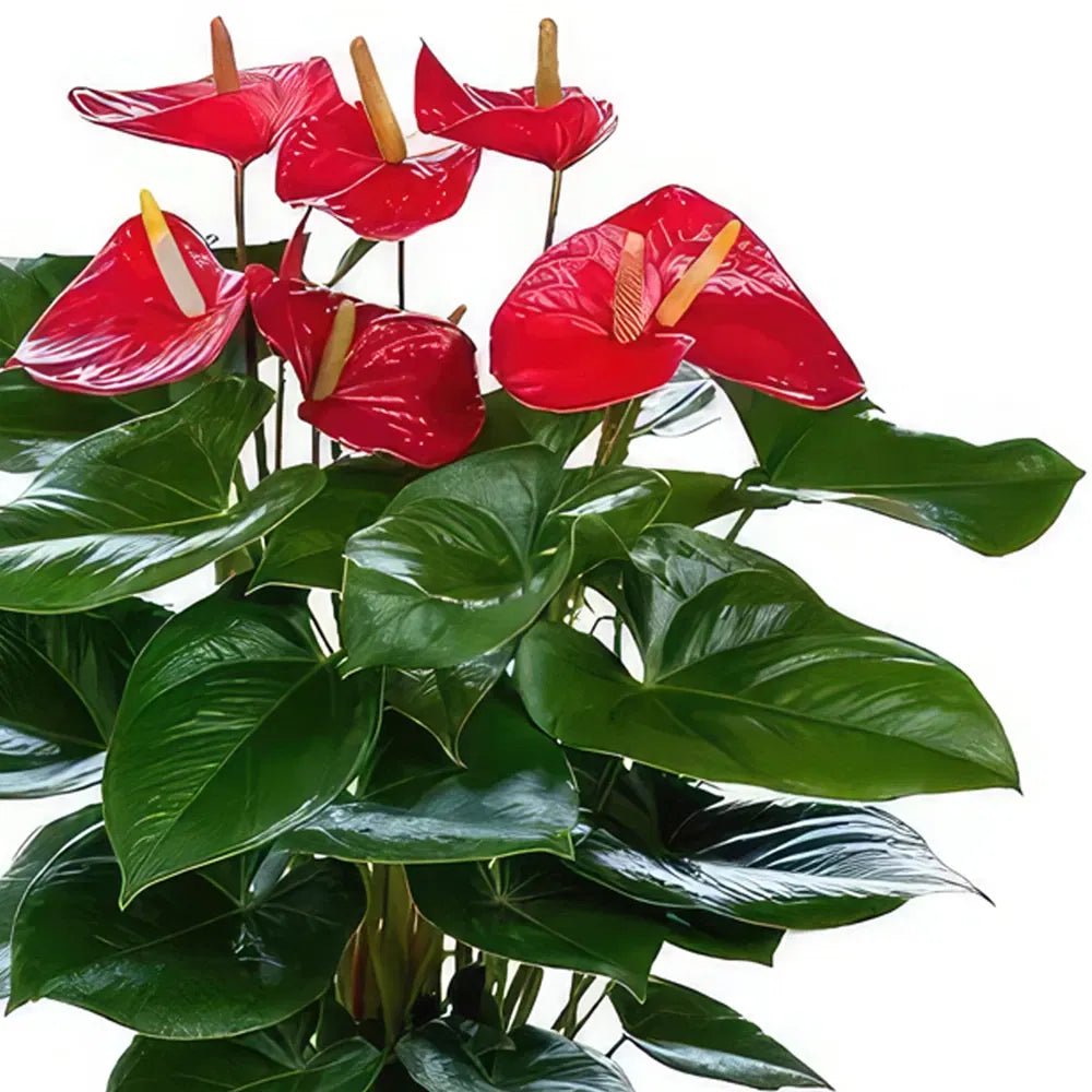 Anthurium Red Victory - Ladybird Nursery