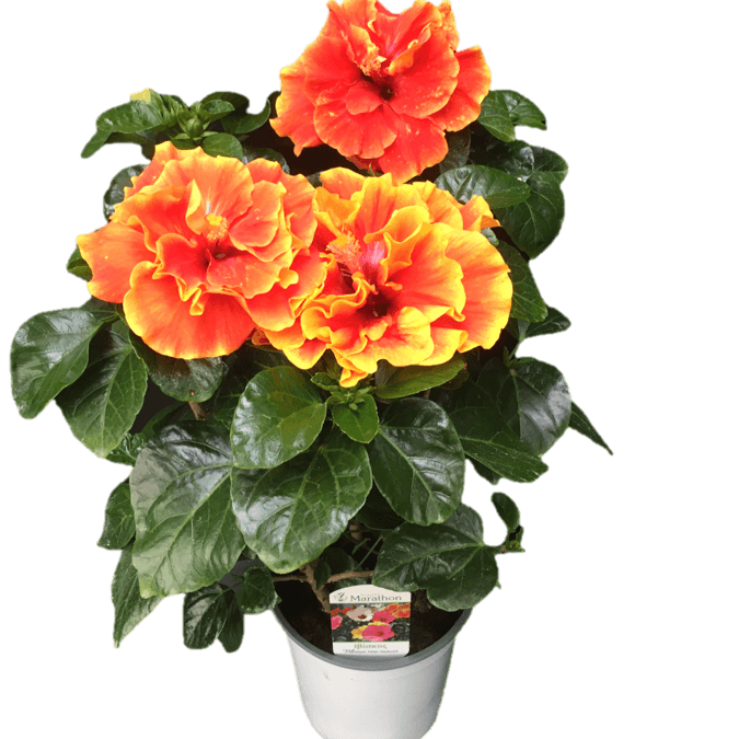 Hibiscus 'Double Apollo'