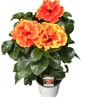 Hibiscus 'Double Apollo'