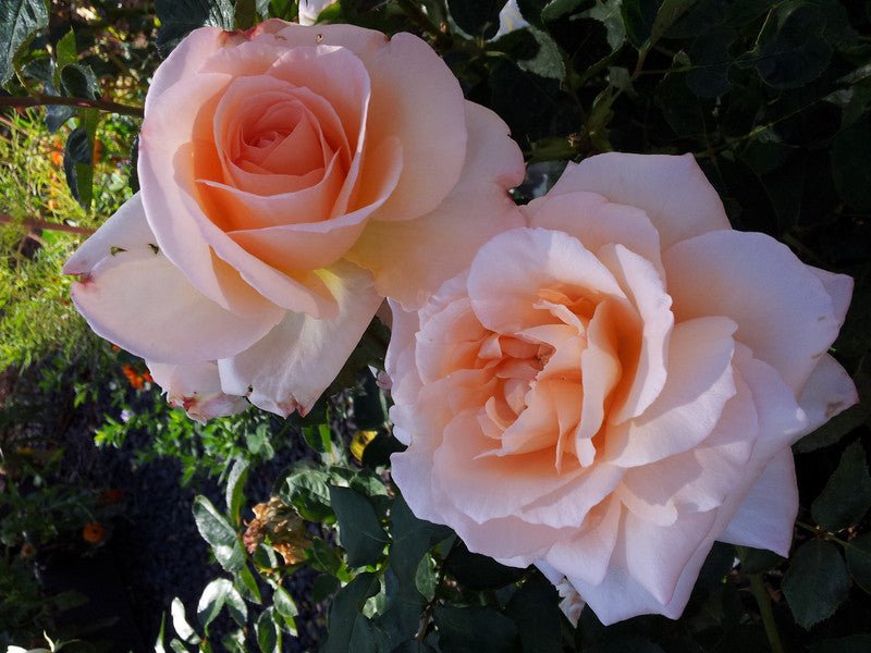 Rose Apricot Nectar 2 ft Standards (Rosa) - Ladybird Nursery