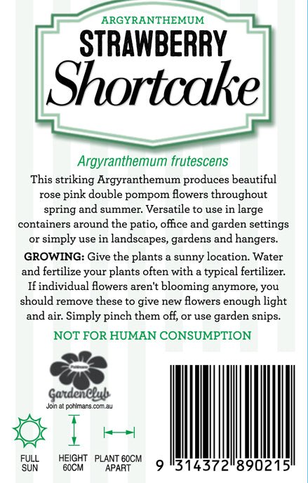 Daisy 'Strawberry Shortcake' (Argyranthemum) - Ladybird Nursery