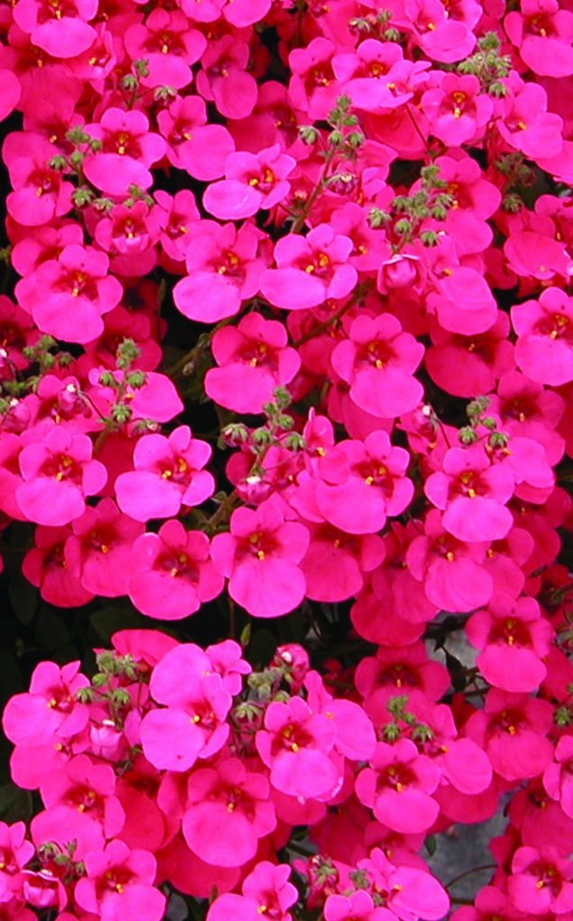 Twinspur Dancer (Diascia Little) - Ladybird Nursery