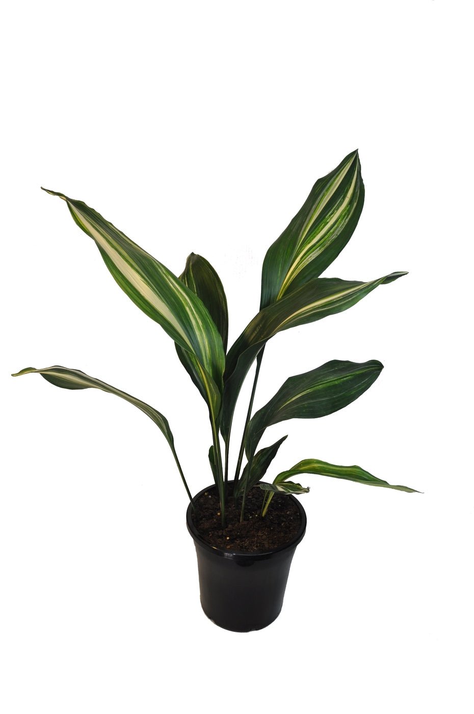 Variegated Cast Iron Plant Variegata (Aspidistra elatior) - Ladybird Nursery